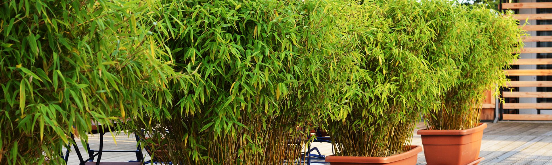 Bambous dans jardinière sur terrasse