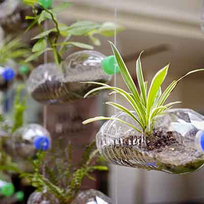 Bouteilles en plastique vides utilisées comme récipient pour faire pousser des plantes