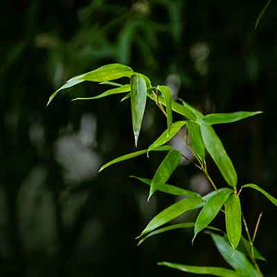 Branche-de-bambou-dans-une-forêt-de-bambous-et-bel-arrière-plan-naturel-de-bambou
