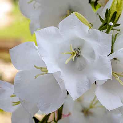 Campanule blanche, plante vivace de jardin, fleur en photo macro