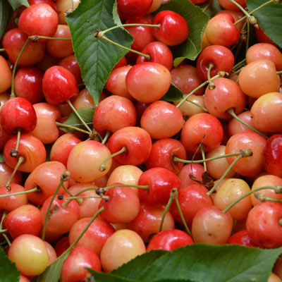 Cerisier Bigarreau Napoléon - Prunus avium Napoléon