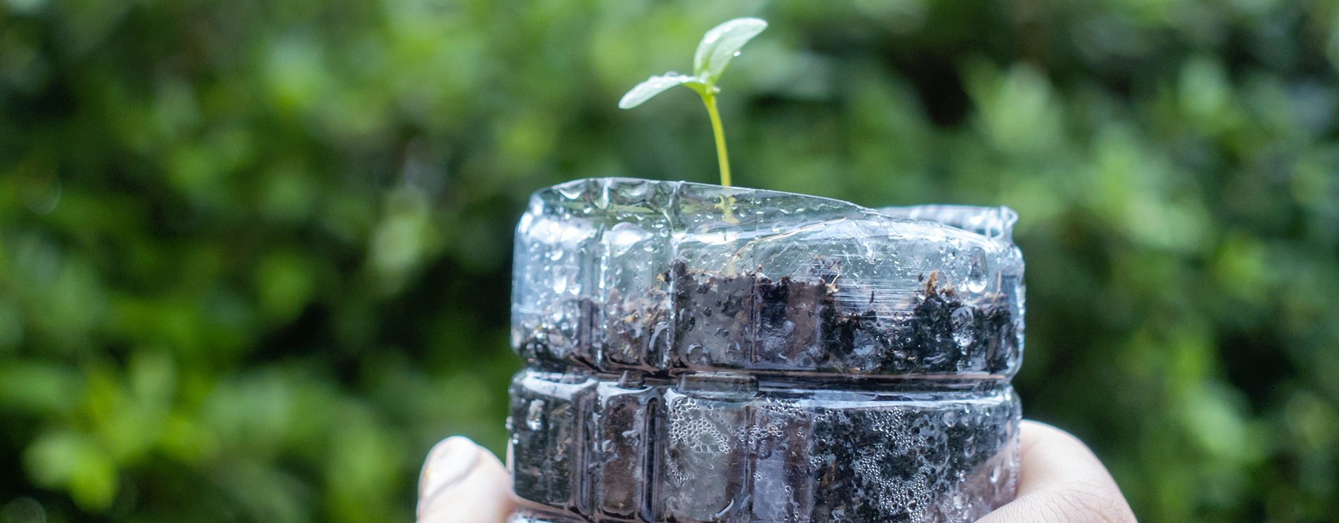 Comment fabriquer une mini-serre à semis dans une bouteille en plastique