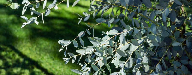 Est-ce que je peux planter un eucalyptus gunnii en France