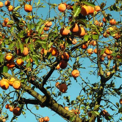 Fruits-Kaki-plaqueminier-5-variétés-de-kaki-Plaqueminier-à-cultiver-dans-votre-jardin