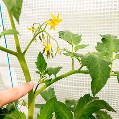 Gros plan d'une main de femme qui montre les pousses excessives qui poussent sur la tige d'un plant de tomate dans une serre et les pince, afin que le plant de tomate reçoive plus de nutriments du sol pour faire pousser des tomates