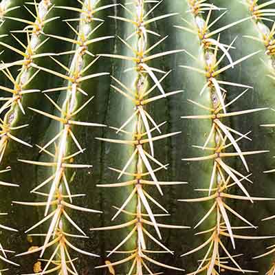 Gros-plan-d'un-ferocactus-cactus-en-forme-de--en-forme-de-globe-avec-de-longues-épines-multiples-et-pointues,-texture-de-fond-vert-du-cactus-avec-des-épines-dorées