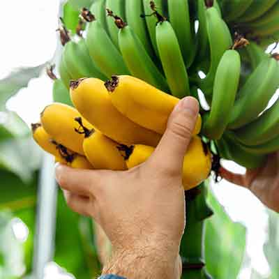 Homme-cueillant-des-bananes-jaunes-mûres-récoltées-sur-une-branche-de-bananier