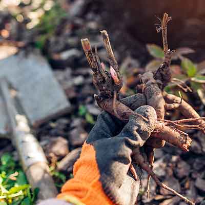 plantation de racines nues de pivoines dans un jarin