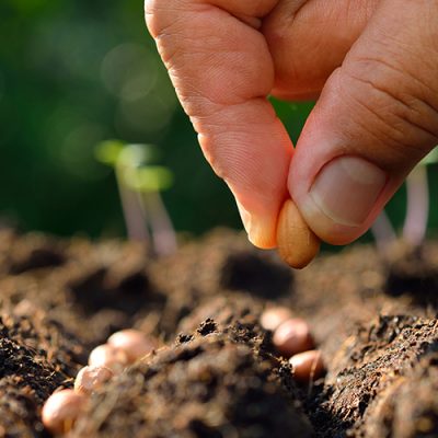 Jardinier sème une graine dans le sol du potager