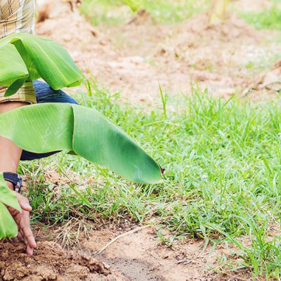 Jeune homme souriant en train de planter un bananier dans son jardin - Comment tailler le bananier pour obtenir une récolte abondante de bananes ?