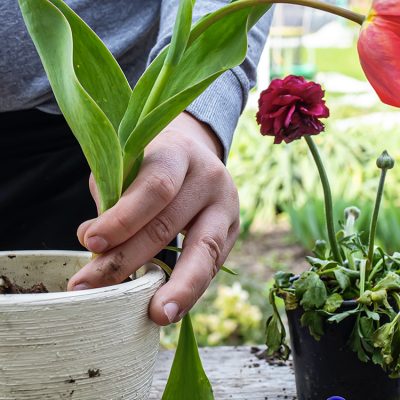 Les-mains-d'un-jardinier-déterrent-une-tulipe-en-fleur-du-pot-pour-préserver-le-bulbe