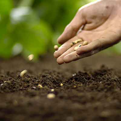 Main d'un agriculteur semant une graine sur le sol d'un jardin potager domestique
