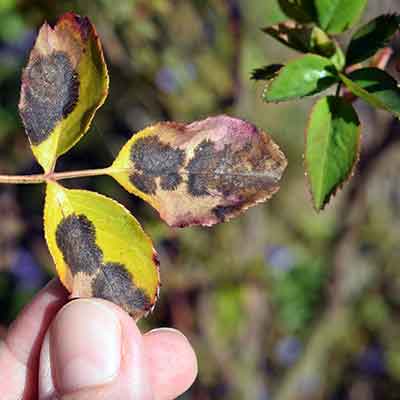 Maladie fongique marsonia Tache noire du rosier causée par Diplocarpon rosae - le champignon a hiverné sur une vieille feuille de rosier sur la plante