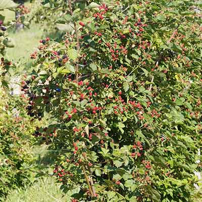 Mûrier (Rubus fruticosus) ou ronce aux petits fruits, mûres noires et rouges