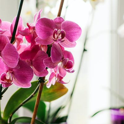 Orchidée violette en pot sur le rebord de la fenêtre - Comment entretenir une orchidée ?