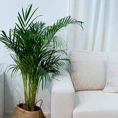 Palmier-Areca-plante-d'intérieur