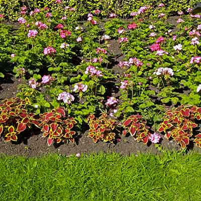 Parterre-de-fleurs-avec-des-géraniums