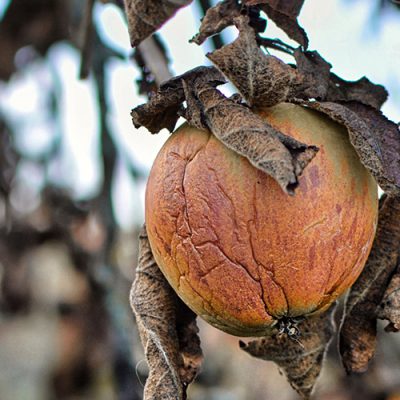 Pommes malades et ratatinées sur une branche avec des feuilles mortes, sèches et brunes d'un pommier malade - Quels arbres fruitiers résistent à la sécheresse ?