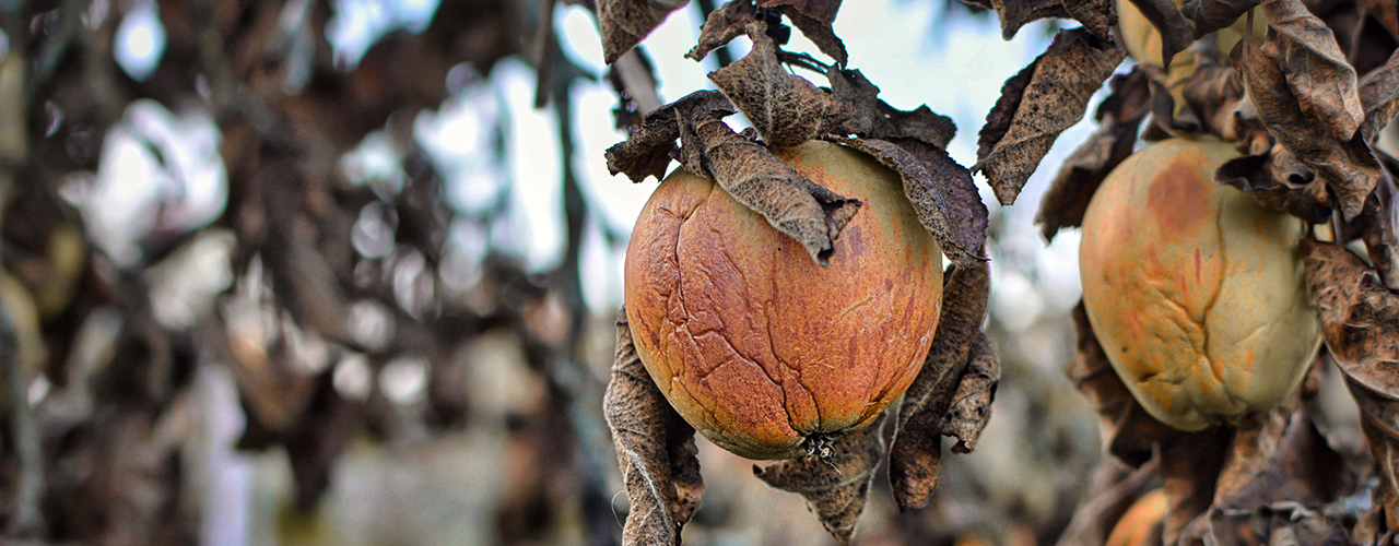 Pommes malades et ratatinées sur une branche avec des feuilles mortes, sèches et brunes d'un pommier malade - Quels arbres fruitiers résistent à la sécheresse ?