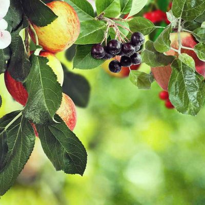 Pommes-et-cerises-sur-un-arbre - TOP 5 des arbres fruitiers qui poussent vite