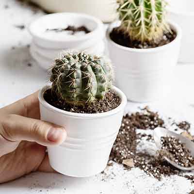 Processus de rempotage d'un cactus à la maison dans un nouveau pot
