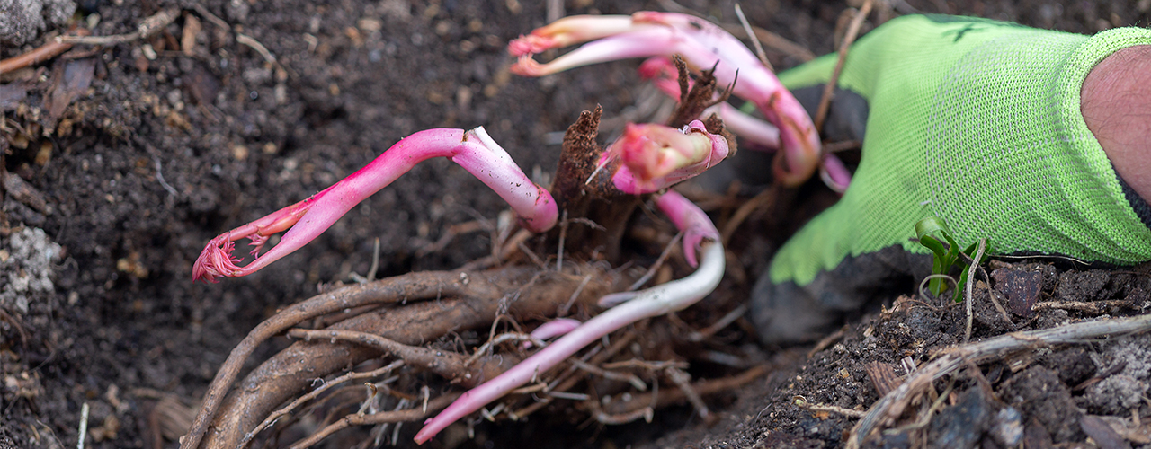 plantation en racines nues