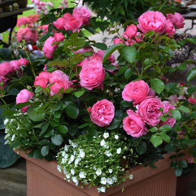 rosier à fleurs roses - Quelle est la différence entre un rosier miniature et un rosier tapissant ?
