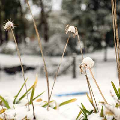 Tiges d'agapanthes recouvertes de neige en hiver