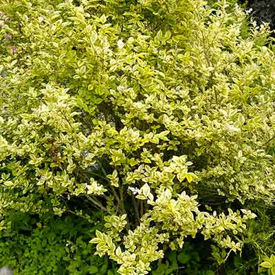 Troène-doré-variété-'Aureum'-Ligustrum-ovalifolium
