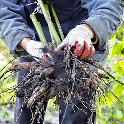 Un-gros-tubercule-de-dahlia-dans-les-mains-d'un-jardinier