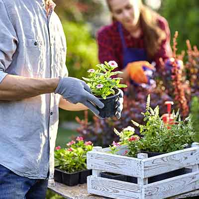 Un-jardinier-portant-des-gants-de-jardin-met-les-pots-avec-les-semis-dans-une-boite