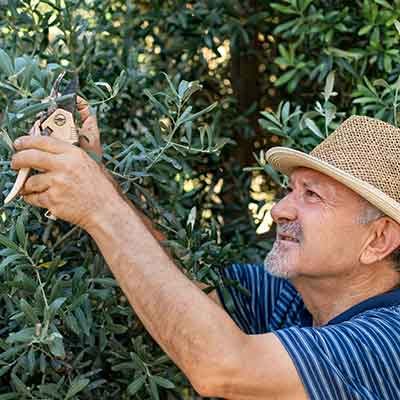 Un jardinier taille un olivier au sécateur