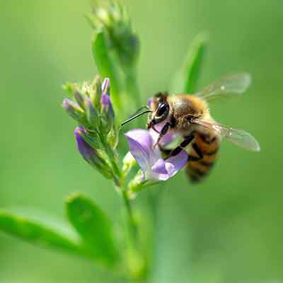 Une abeille pollinise une fleur de luzerne sur fond naturel