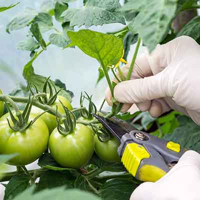 Une femme pince un plant de tomate