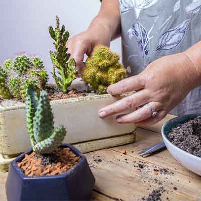 Une femme transplante une fleur de cactus dans un petit pot de fleurs figuré