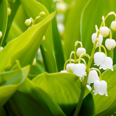 Gros plan sur des fleurs blanches de muguet -Tout savoir sur le muguet (Convallaria majalis) pour le 1er mai
