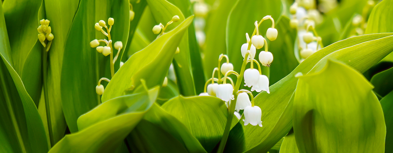 Gros plan sur des fleurs blanches de muguet -Tout savoir sur le muguet (Convallaria majalis) pour le 1er mai