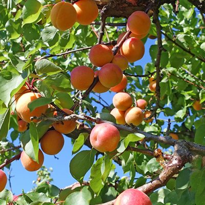 abricots sur un abricotier - Abricotier Prunus armeniaca : Conseils de plantation, variétés, entretien