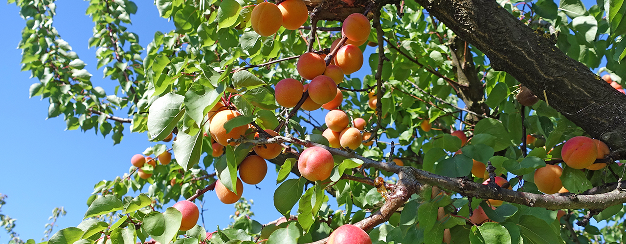 abricots sur un abricotier - Abricotier Prunus armeniaca : Conseils de plantation, variétés, entretien