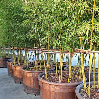 Pots d'arbres en bambou