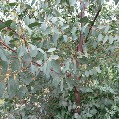 eucalyptus parviflora