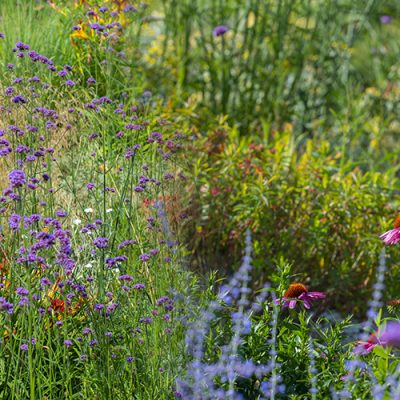 gros plan plantes vivaces fleuries dans un jardin - Plantes vivaces : lesquelles choisir en fonction de vos besoins ?