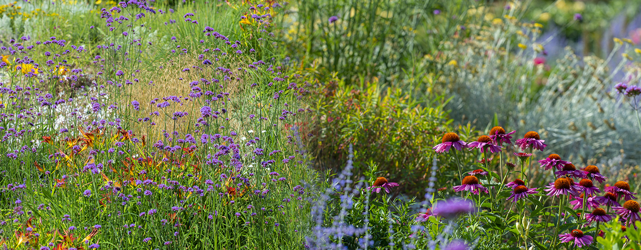 gros plan plantes vivaces fleuries dans un jardin - Plantes vivaces : lesquelles choisir en fonction de vos besoins ?