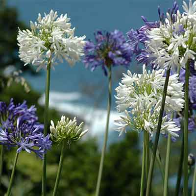 fleurs agapanthe à Madère