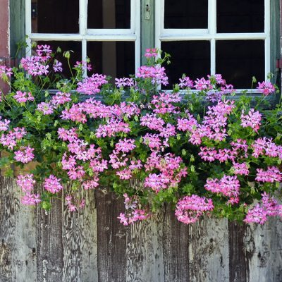 geraniums-en-bac-bord-fenêtre-maison
