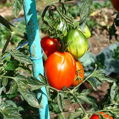 grappes sur un plant de tomates sur tuteur