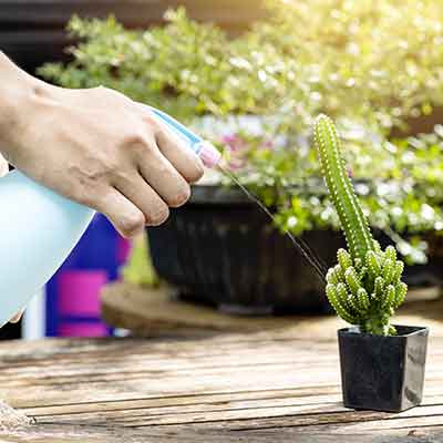 gros plan de jardinier arrosant à la main une petite plante de cactus dans un pot pour la faire grandir nature