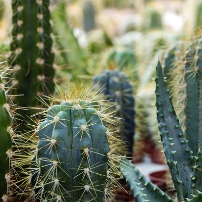 jardin de cactus désert au printemps