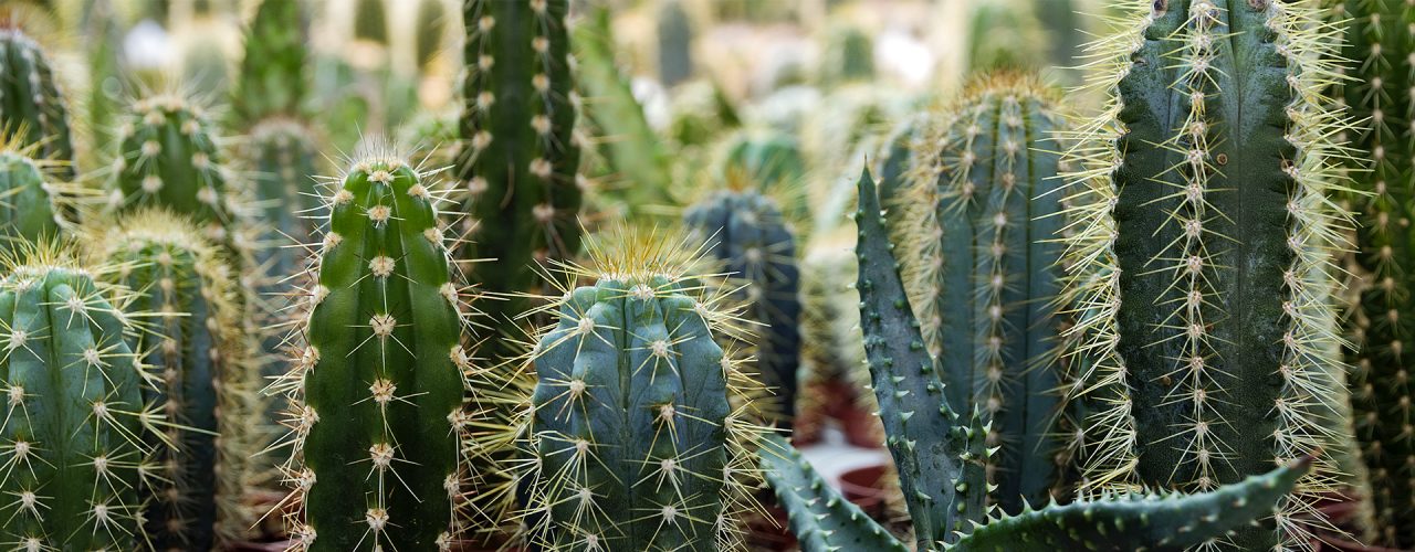 jardin de cactus désert au printemps