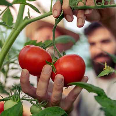 jardinier récolte des tomates sous une serre